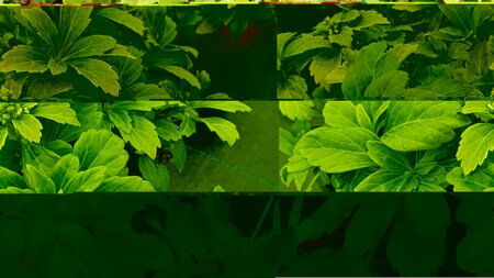 Pachysandra Terminalis - image 1