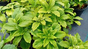 Pachysandra Terminalis