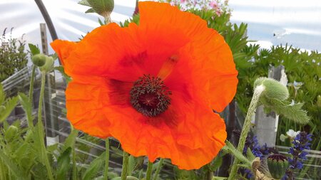 Papaver Allegro