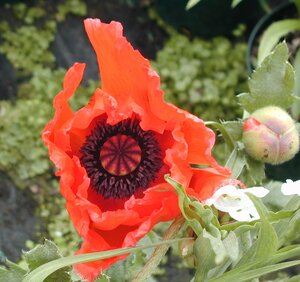 Papaver orie. Beauty of Livermore