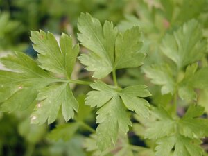 Parsley French