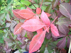 Parthenocissus Henryana