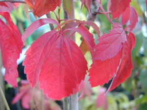 Parthenocissus Quinquefolia