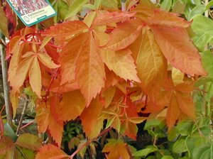 Parthenocissus tri. Veitchii - image 2
