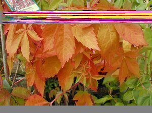 Parthenocissus tri. Veitchii