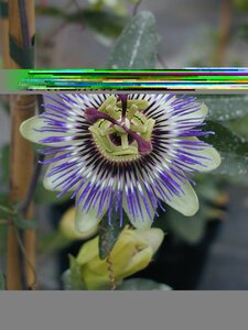 Passiflora caerulea
