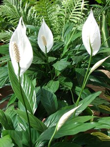 Peace Lily