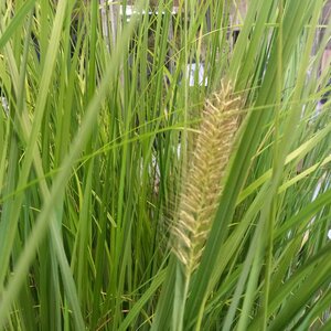 Pennisetum alopecuroides