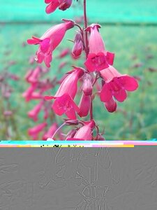 Penstemon Garnet