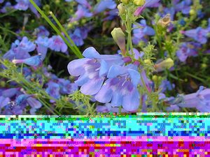 Penstemon Het. Heavenly Blue
