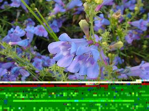 Penstemon Het. Heavenly Blue