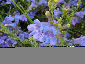 Penstemon Het. Heavenly Blue