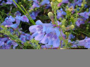 Penstemon Het. Heavenly Blue