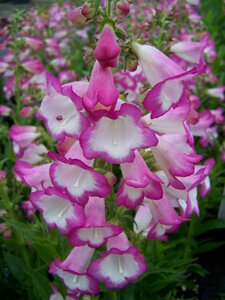 Penstemon Laura