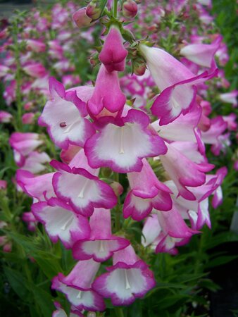 Penstemon Laura - image 1