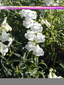 Penstemon Snowstorm