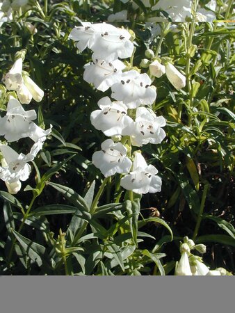 Penstemon Snowstorm - image 1