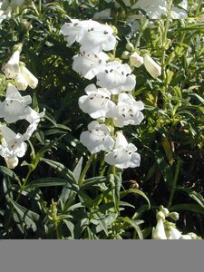 Penstemon Snowstorm - image 1