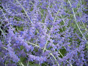 Perovskia Blue Spire