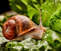 Pest & Disease Control