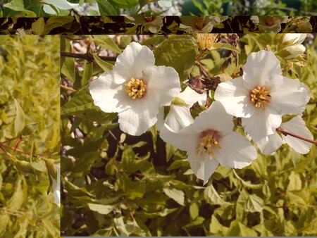 Philadelphus Belle Etoile - image 2