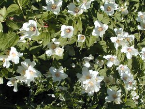 Philadelphus Belle Etoile