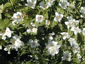Philadelphus Belle Etoile
