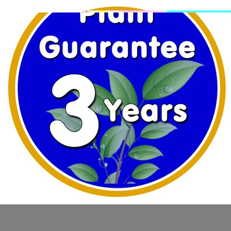 Philadelphus Belle Etoile - image 3