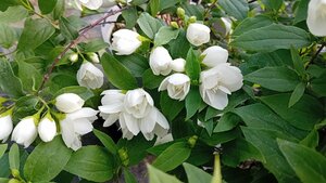 Philadelphus Manteau d'Hermine
