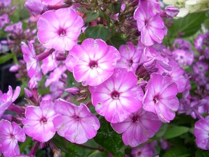 Phlox Famous Light Purple