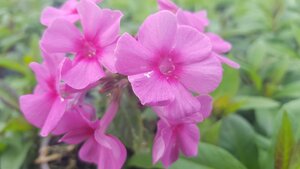 Phlox famous Pink