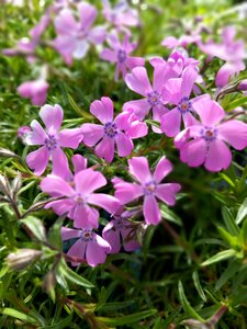 Phlox subulata Pink