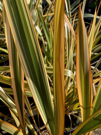 Phormium Golden Ray - image 1
