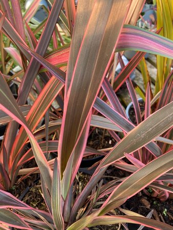 Phormium Pink Stripe - image 1