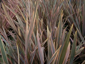 Phormium Sundowner