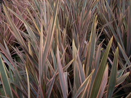Phormium Sundowner