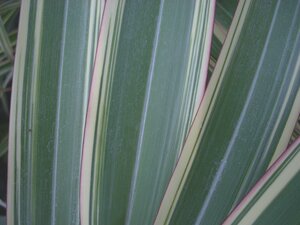 Phormium Tricolour