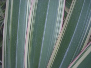 Phormium Tricolour