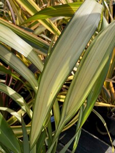 Phormium Yellow Wave