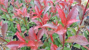 Photinia fra. Carre Rouge