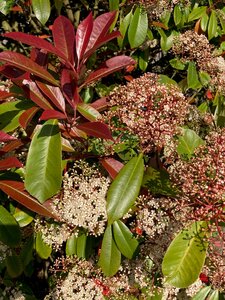 Photinia Little Red Robin