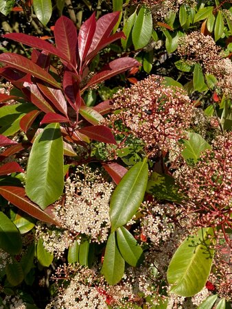 Photinia Little Red Robin - image 1