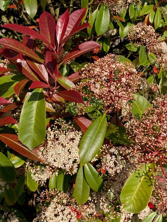 Photinia Little Red Robin - image 1