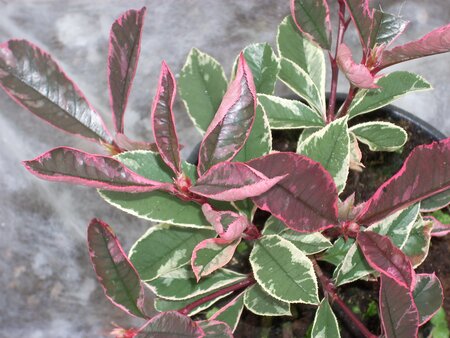 Photinia Louise - image 1
