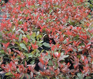 Photinia x fraseri Red Robin