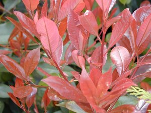 Photinia x fraseri Red Robin 7.5L