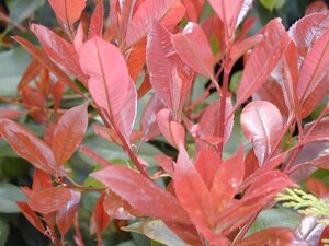 Photinia x fraseri Red Robin 7.5L