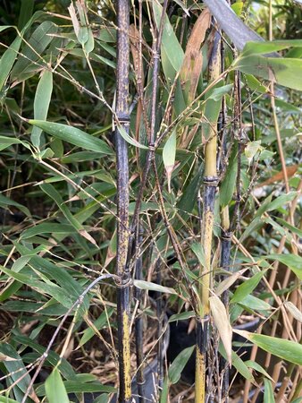 Phyllostachys nigra (Black Bamboo) - image 1