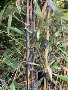 Phyllostachys nigra (Black Bamboo) - image 2