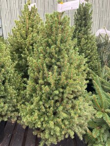 Picea Albertina Conica 10lt  80-100cm